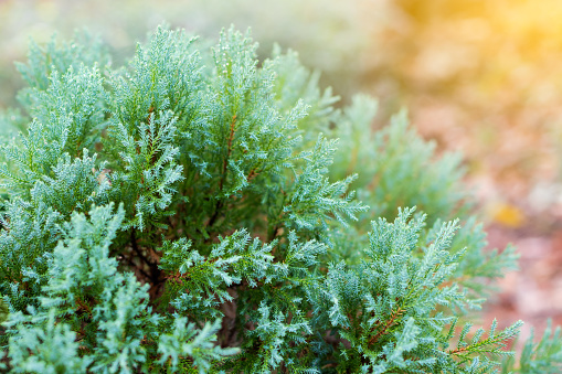 Close-up view of Chinese Oriental Arborvitae, with beautiful early morning dew in a garden.