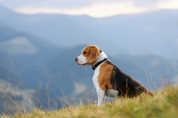 cane beagle in montagna - nature dog alertness animal foto e immagini stock