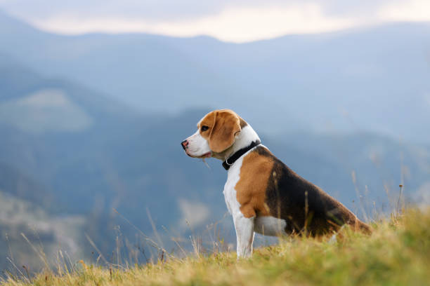 cão beagle nas montanhas - meadow autumn hiking mountain - fotografias e filmes do acervo