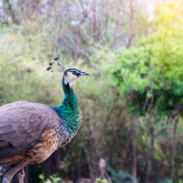 istock Close-up of female peacock. 1278024264