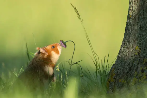 European European hamster smells a flower