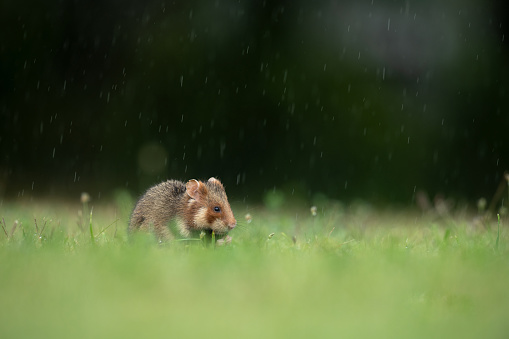 European European hamster in search of food in the rain