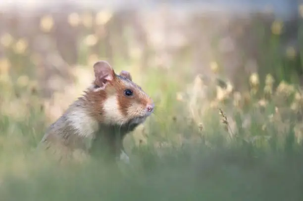 European European hamster in dense grass