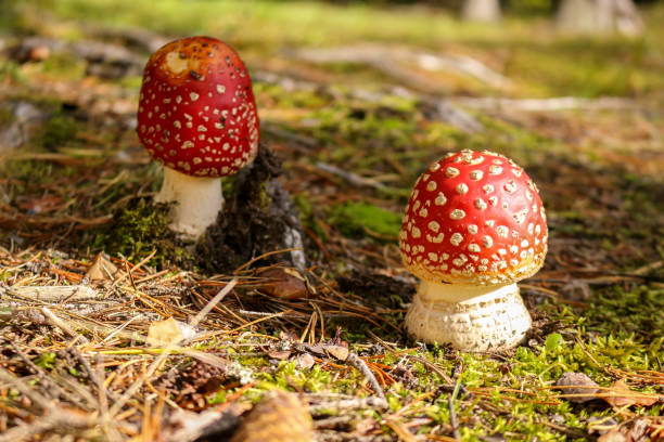 istock Fly agaric mushroom in the wild growing on moss and grass. 1278025129