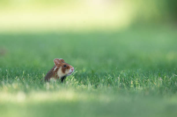 istock European field hamster (Cricetus cricetus) 1278025146