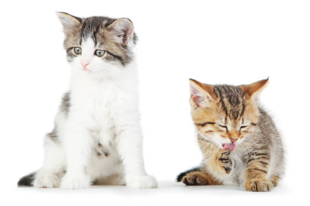 istock Beautiful kittens isolated on white background 1278025341