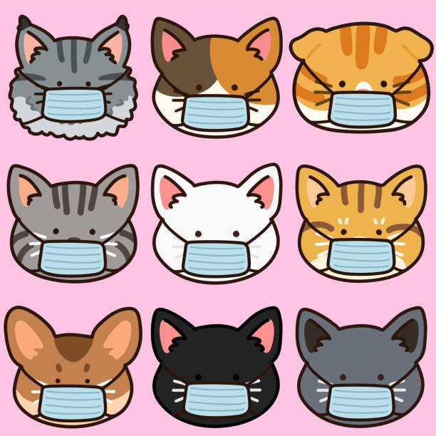 Outlined adorable and simple cat with medical masks on Adorable and simple cats with medical masks on short haired maine coon stock illustrations