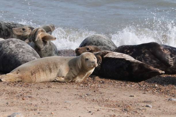 istock horey gap beach grey seals 1278025651
