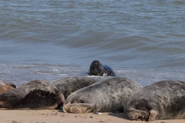 istock horey gap beach grey seals 1278025686