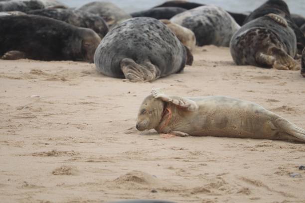 istock horey gap beach grey seals 1278025793