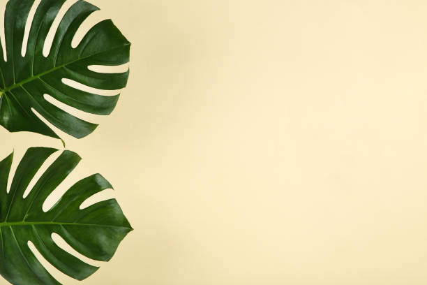 istock Green tropical monstera leafs on beige background 1278026018