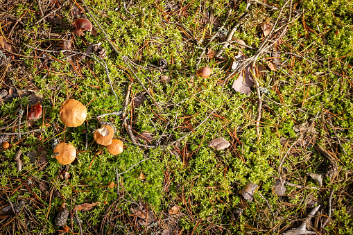 Wild brown mushrooms in a wet autumn coniferous forest. Natural forest background.