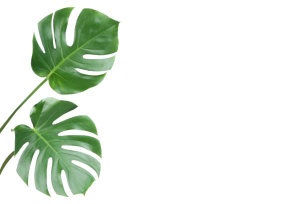 istock Green tropical monstera leafs isolated on white background 1278026165