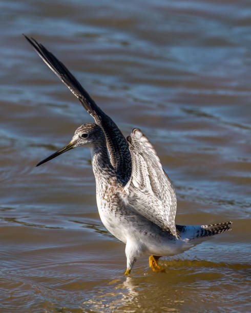istock Lesser Yellow legs wading bird at Huntley Meadows Park 1278026657