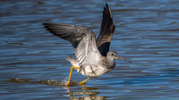 istock Lesser Yellow legs wading bird at Huntley Meadows Park 1278027524