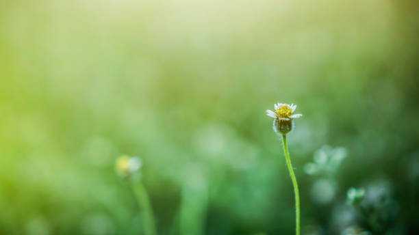 istock White flower grass in the field 1278027905