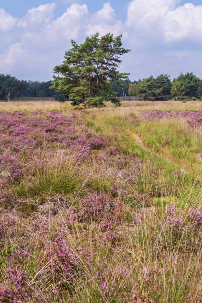 istock Blooming heather Veluwe Netherlands 1278028265