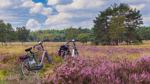 Cycling thorugh blooming heather Veluwe Netherlands Two bikes between purple blooming heather in Nature park Veluwe, Ede municipality, Gelderland in the Netherlands gelderland photos stock pictures, royalty-free photos & images