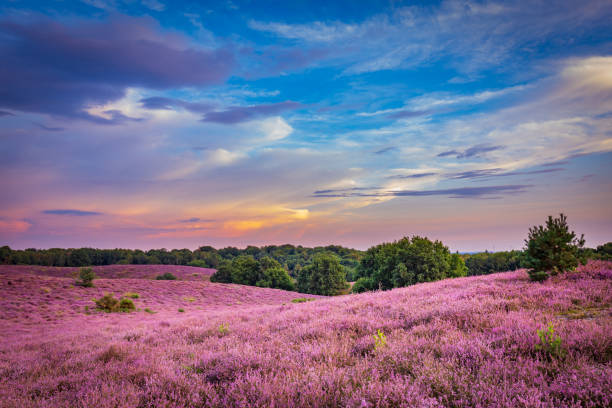 Blooming heather Veluwe Netherlands Landscape with purple blooming heather in Nature park Veluwe, Posbank, Oosterbeek, Gelderland in the Netherlands arnhem photos stock pictures, royalty-free photos & images
