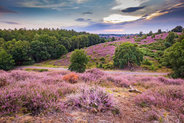 istock Blooming heather Veluwe Netherlands 1278028299