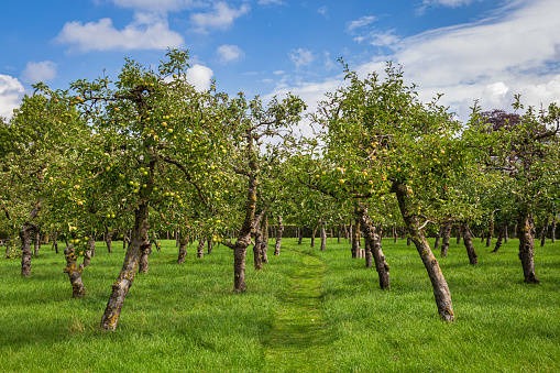 Fruit orchard apple trees ready for harvest during autumn