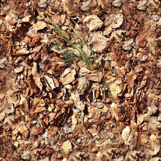 istock High resolution seamless texture of a forest ground with autumn leaves and nuts 1278032694