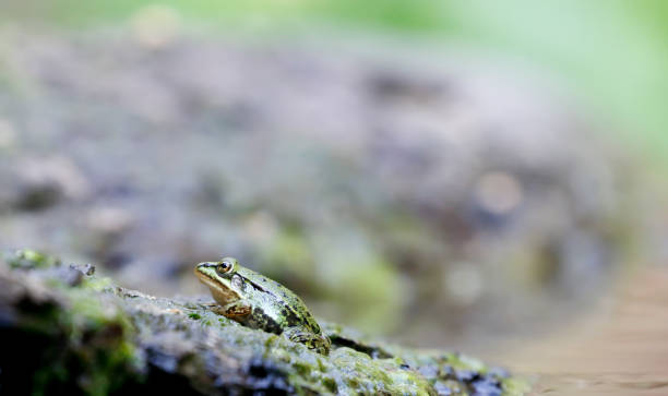 Water frogs are present throughout the Netherlands. Only from most Dutch Wadden Sea Islands observations are lacking.\nTwo species (pool frog and marsh frog) and their hybrid (edible frog) are present in the Netherlands.\n\nOnly since 1976 has it been known that three 'forms' of water frogs occur in the Netherlands.\n\nThe Edible frog is the commonest water frog in the Netherlands and can be found in all \nProvinces. The Species is to be seen in Different water Types in the Netherlands. The most Active Season for this frog is may, when you can calling males in large numbers.