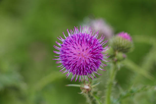 istock Beautiful colorful flower 1278035938