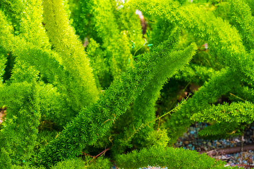 Green branches of decorative Asparagus Fern (scientific name Asparagus Densiflorus Meyeri) with delicate and feathery leaves.