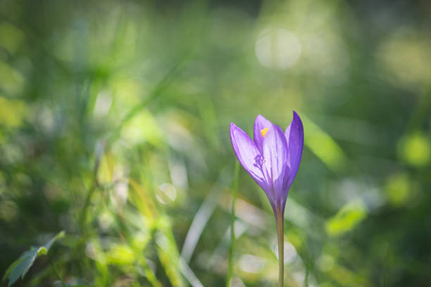 Crocus flower wildflower in the nature vintage lens rendering