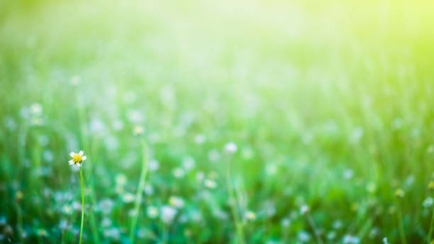 istock White flower grass in the field 1278036194