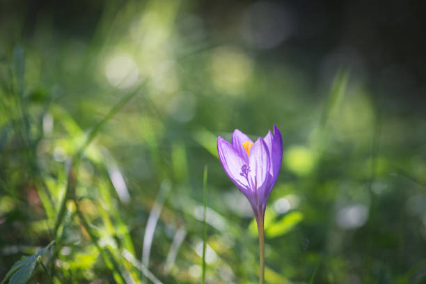 Crocus flower wildflower in the nature vintage lens rendering