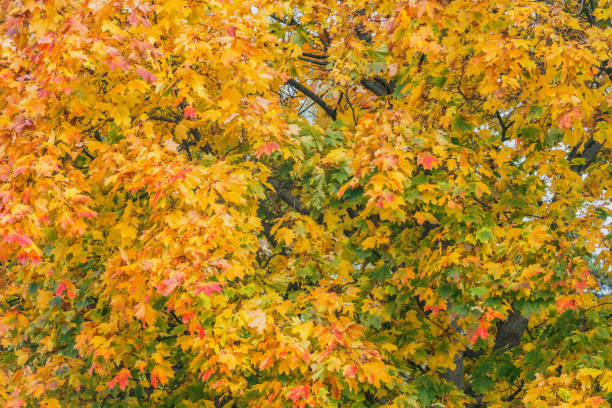 istock Maple trees in the city park at autumn day time. 1278036734