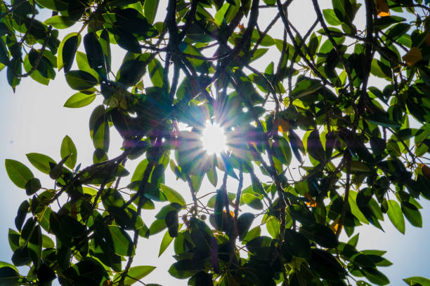 istock Sun glare through the leaves of a tree, blue sky 1278036884