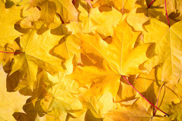 Photo of Background on an autumn theme.