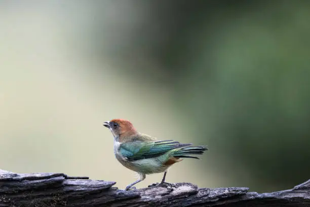 The chestnut-backed tanager (Tangara preciosa) (Portuguese: Saíra-preciosa) is a species of bird in the family Thraupidae