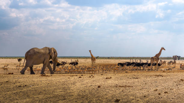 istock Elephant, giraffes, zebras and other animals at a waterhole in Namibia 1278040458
