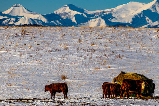 istock Cows in a field. Springbank, Alberta, Canada 1278042330