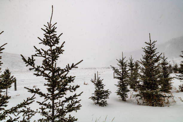 śnieżny dzień w hrabstwie rockyview, alberta, kanada - blustery zdjęcia i obrazy z banku zdjęć