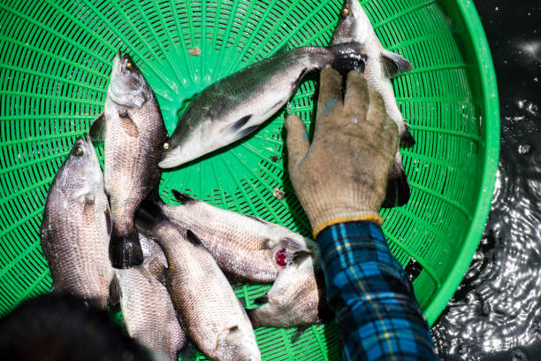 istock the harvest of white snapper 1278043794