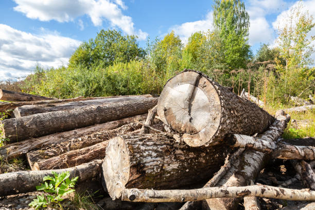 istock Cut tree logs piled up near a forest road in sunny summer day 1278043992