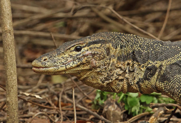 istock Asian Water Monitor 1278044302