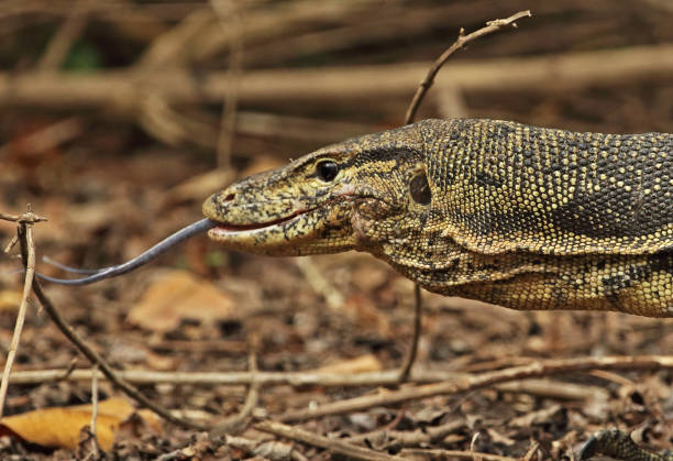 istock Asian Water Monitor 1278044321