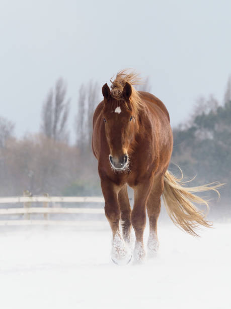 istock Horse In The Snow 1278048861