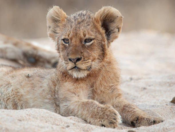 istock Lion Cub in Dry riverbed 1278050433