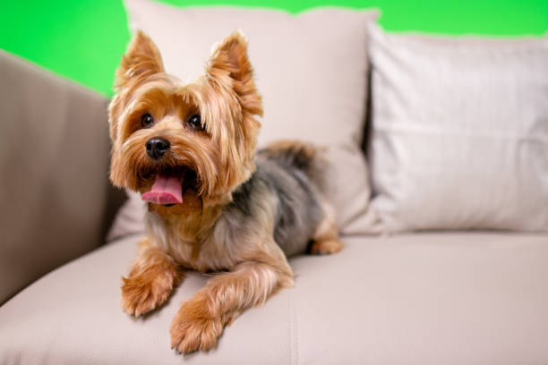 Shot of a beautiful Yorkshire Terrier on the couch