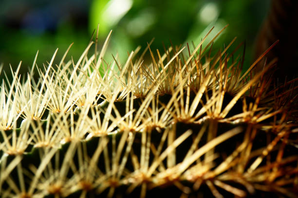 Cactus plant in the nature