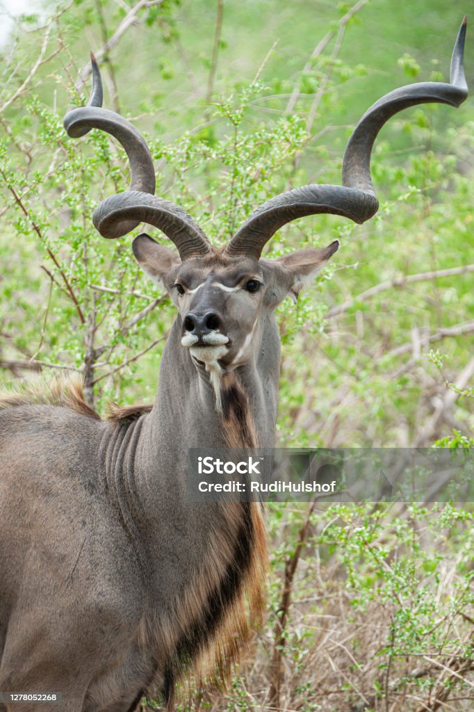 Kudu Male With Huge Horns Stock Photo - Download Image Now - Kudu,  Antelope, Africa - iStock