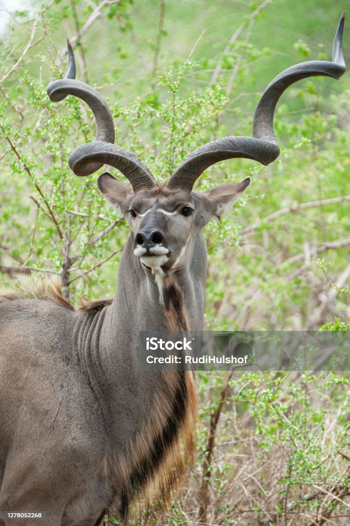 Kudu Male With Huge Horns Stock Photo - Download Image Now - Kudu, Antelope, Africa - iStock Kudu Male With Huge Horns Stock Photo - Download Image Now - Kudu, Antelope, Africa - iStock