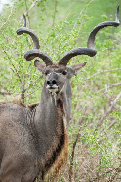 Kudu Male with Huge Horns stock photo